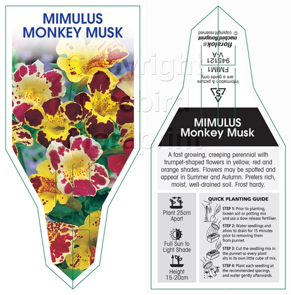 Picture of MIMULUS MONKEY MUSK                                                                                                                                   