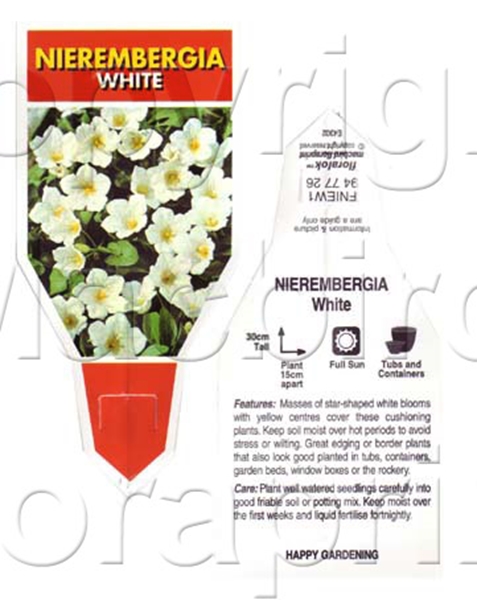 Picture of ANNUAL NIEREMBERGIA WHITE                                                                                                                             