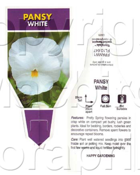 Picture of ANNUAL PANSY WHITE (Viola x wittrockiana)                                                                                                             