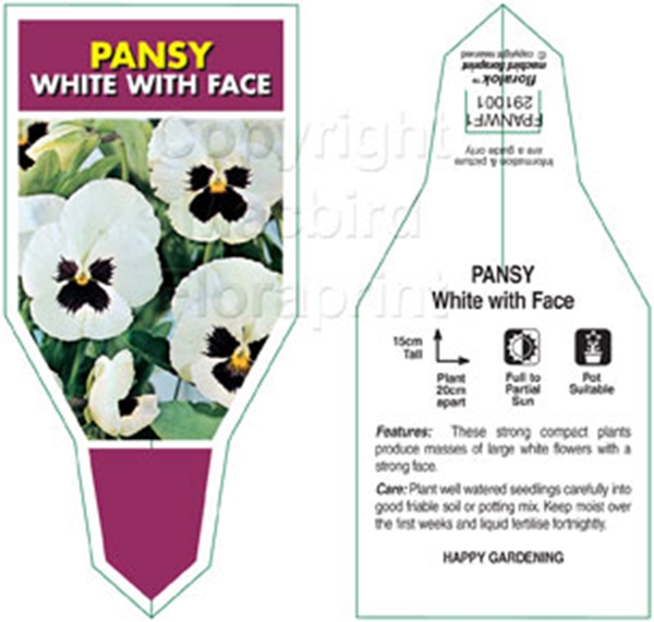 Picture of ANNUAL PANSY WHITE WITH FACE (Viola x wittrockiana)                                                                                                   