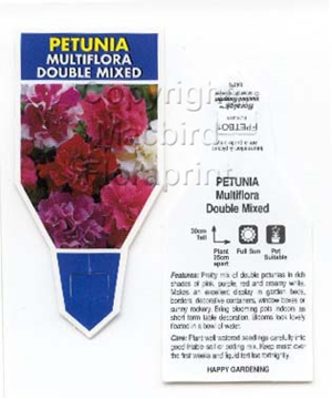 Picture of ANNUAL PETUNIA MULTIFLORA DOUBLE MIXED (Petunia x hybrida)                                                                                            