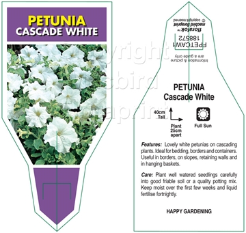 Picture of ANNUAL PETUNIA CASCADE WHITE (Petunia x hybrida)                                                                                                      