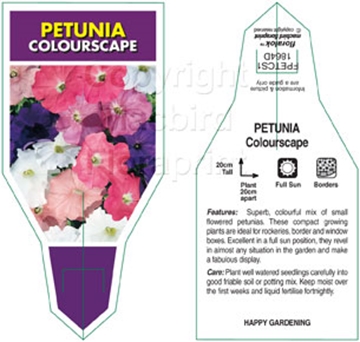 Picture of ANNUAL PETUNIA COLOURSCAPE (Petunia x hybrida)                                                                                                        