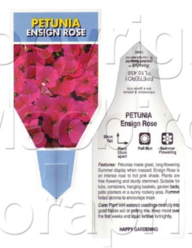 Picture of ANNUAL PETUNIA ENSIGN ROSE (Petunia x hybrida)                                                                                                        