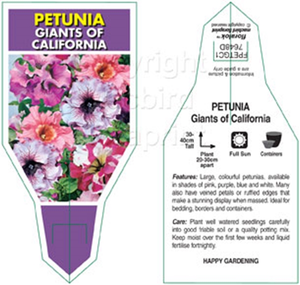 Picture of ANNUAL PETUNIA GIANTS OF CALIFORNIA MIXED (Petunia x hybrida)                                                                                         