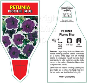 Picture of ANNUAL PETUNIA PICOTEE BLUE (Petunia x hybrida)                                                                                                       