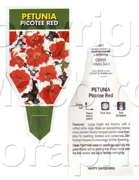 Picture of ANNUAL PETUNIA PICOTEE RED (Petunia x hybrida)                                                                                                        