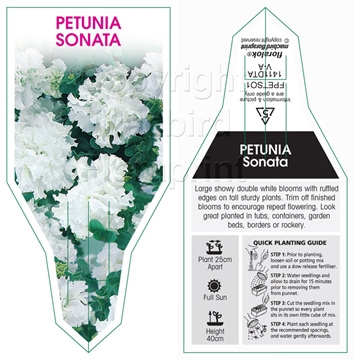 Picture of ANNUAL PETUNIA SONATA (Petunia x hybrida)                                                                                                             