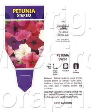Picture of ANNUAL PETUNIA STEREO MIX (Petunia x hybrida)                                                                                                         