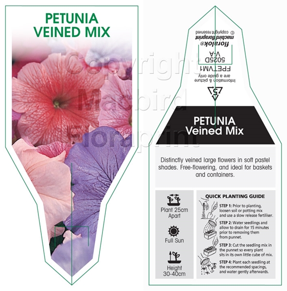 Picture of ANNUAL PETUNIA VEINED MIX (Petunia x hybrida)                                                                                                         