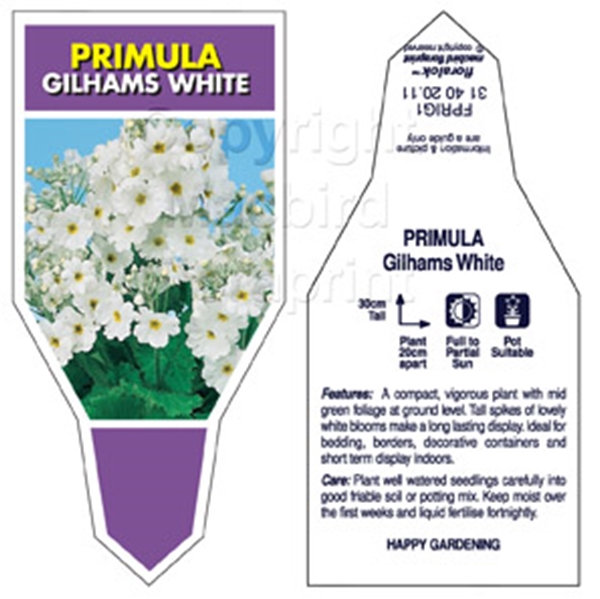 Picture of ANNUAL PRIMULA GILHAMS WHITE (Primula malacoides)                                                                                                     