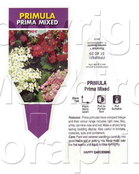 Picture of ANNUAL PRIMULA PRIMA MIXED (Primula malacoides)                                                                                                       