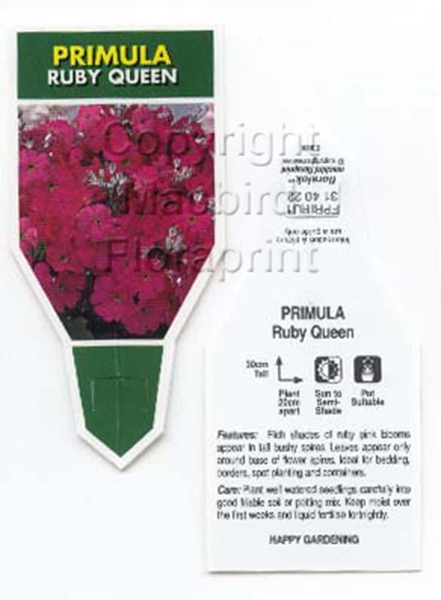 Picture of ANNUAL PRIMULA RUBY QUEEN (Primula malacoides)                                                                                                        