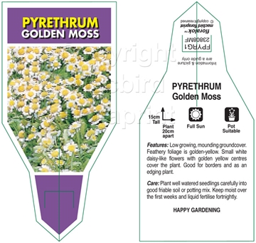 Picture of PYRETHRUM GOLDEN MOSS                                                                                                                                 