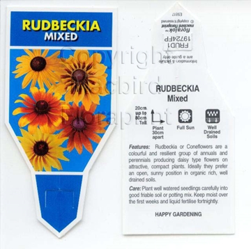 Picture of RUDBECKIA                                                                                                                                             