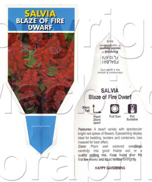 Picture of ANNUAL SALVIA BLAZE OF FIRE DWARF                                                                                                                     