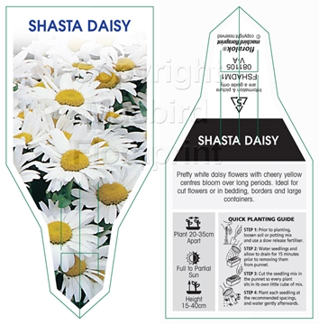 Picture of SHASTA DAISY                                                                                                                                          