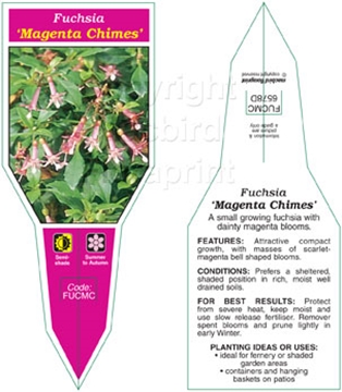 Picture of HOUSEPLANT FUCHSIA MAGENTA CHIMES                                                                                                                     