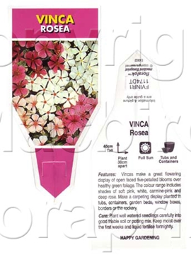 Picture of ANNUAL VINCA ROSEA MIXED (Catharanthus roseus)                                                                                                        