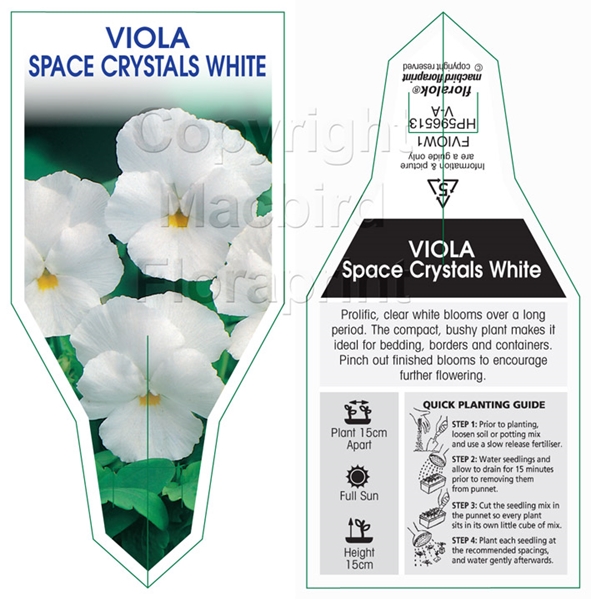 Picture of ANNUAL VIOLA SPACE CRYSTAL WHITE (Viola cornuta)                                                                                                      