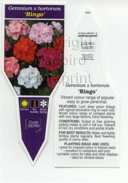 Picture of GERANIUM HORTORUM RINGO                                                                                                                               