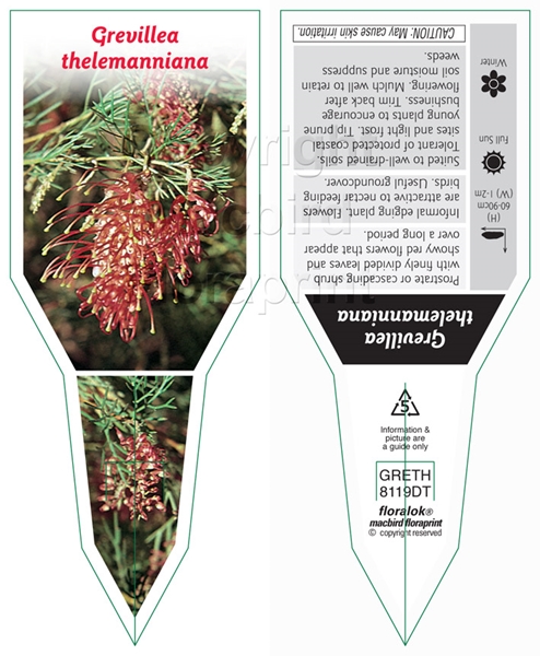 Picture of GREVILLEA THELEMANNIANA                                                                                                                               