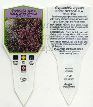 Picture of GYPSOPHILA REPENS ROCK GYPSOPHILA WHITE/PINK                                                                                                          