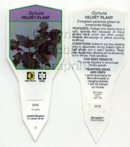 Picture of HOUSEPLANT GYNURA VELVET PLANT                                                                                                                        