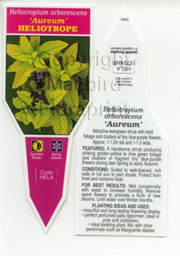 Picture of HELIOTROPIUM ARBORESCENS AUREUM HELIOTROPE                                                                                                            