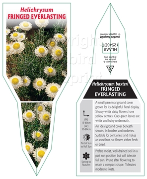 Picture of HELICHRYSUM BAXTERI FRINGED EVERLASTING DAISY                                                                                                         