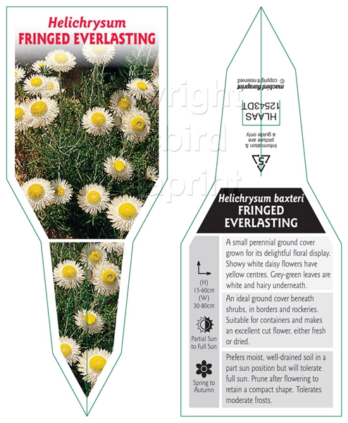 Picture of HELICHRYSUM BAXTERI FRINGED EVERLASTING DAISY                                                                                                         