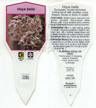 Picture of HOYA BELLA                                                                                                                                            