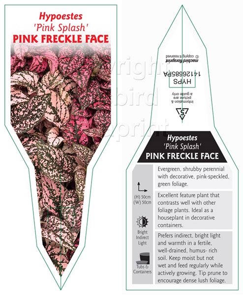 Picture of HOUSEPLANT HYPOESTES PINK SPLASH PINK FRECKLE FACE                                                                                                    