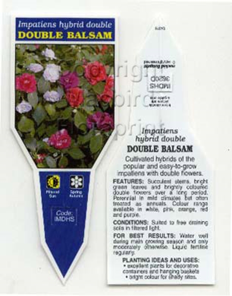 Picture of IMPATIENS DOUBLE HYBRID BALSAM                                                                                                                        