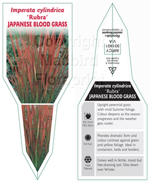 Picture of IMPERATA CYLINDRICA RUBRA JAPANESE BLOOD GRASS                                                                                                        