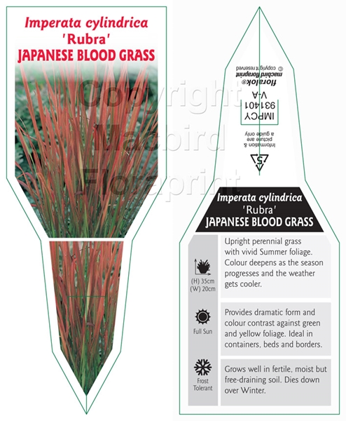 Picture of IMPERATA CYLINDRICA RUBRA JAPANESE BLOOD GRASS                                                                                                        