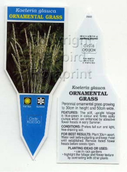 Picture of KOELERIA GLAUCA ORNAMENTAL GRASS                                                                                                                      