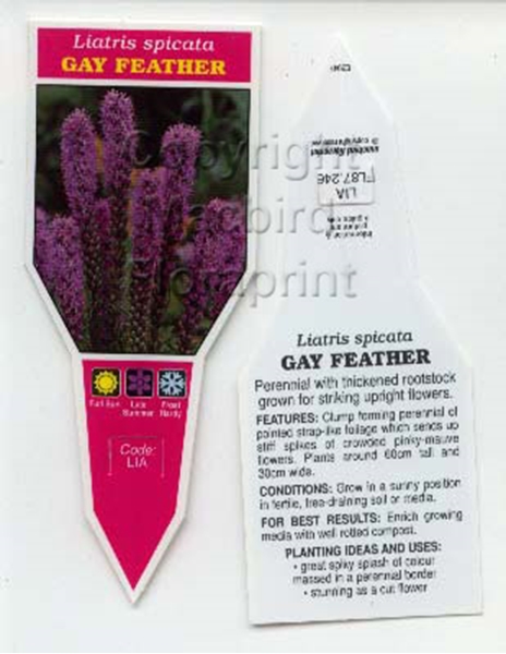 Picture of LIATRIS SPICATA GAY FEATHER                                                                                                                           