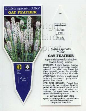 Picture of LIATRIS SPICATA ALBA GAY FEATHER                                                                                                                      