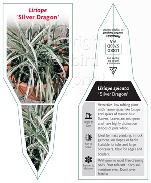 Picture of LIRIOPE SILVER DRAGON                                                                                                                                 