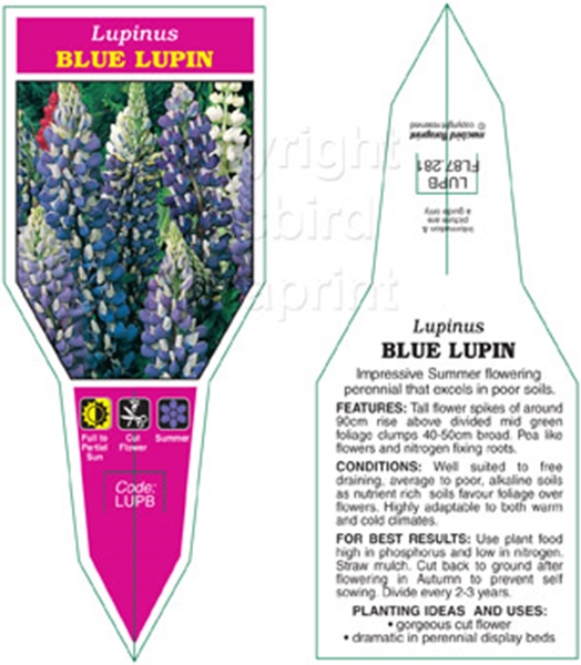 Picture of LUPINS BLUE                                                                                                                                           