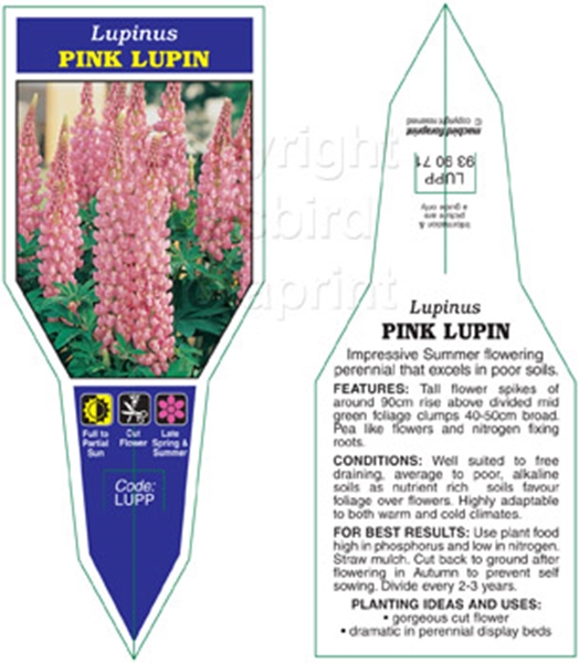 Picture of LUPINS PINK                                                                                                                                           