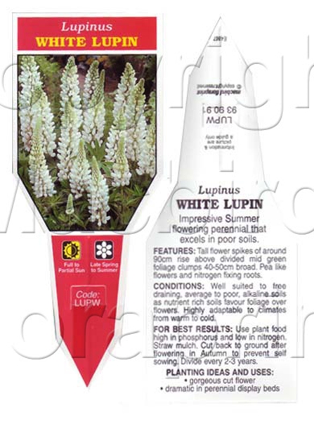 Picture of LUPINS WHITE                                                                                                                                          