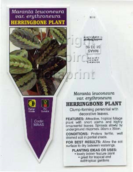Picture of HOUSEPLANT MARANTA HERRINGBONE PLANT                                                                                                                  
