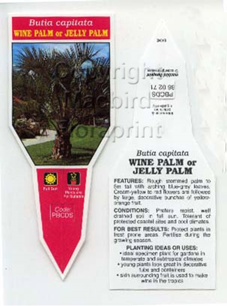 Picture of PALM BUTIA CAPIATA WINE OR JELLY PALM                                                                                                                 