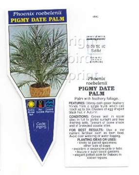 Picture of PALM PHOENIX ROEBELENII PYGMY DATE PALM                                                                                                               
