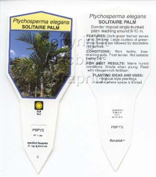 Picture of PALM PTYCHOSPERMA ELEGANS SOLITAIRE                                                                                                                   