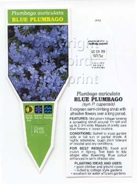 Picture of PLUMBAGO AURICULATA BLUE                                                                                                                              
