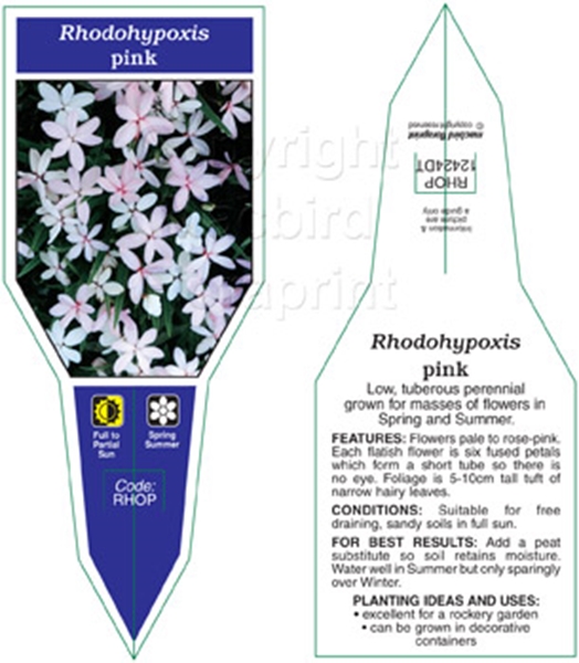 Picture of RHODOHYPOXIS PINK                                                                                                                                     