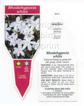 Picture of RHODOHYPOXIS WHITE                                                                                                                                    